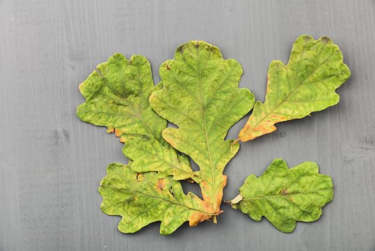 Oak leaves on wooden grey background. Autumn leaves collection.Top view, stop motion animation