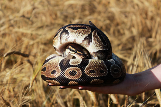 The snake Royal Python, or Ball Python regius rests on the hands of a field of ripe wheat Triticum, the end of August