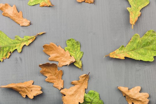 Oak leaves on wooden grey background. Autumn leaves collection.Top view, stop motion animation