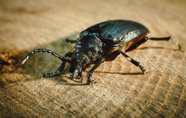 Big black beetle on wooden background (Rhinoceros bug,Rhino beetle, Hercules beetle, Horn beetle)