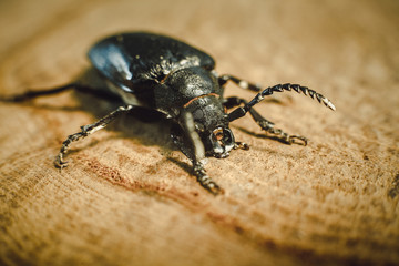 Big black beetle on wooden background (Rhinoceros bug,Rhino beetle, Hercules beetle, Horn beetle)