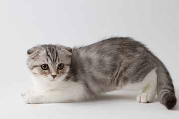 Scottish fold kitten bi-color spotted lying against a white background