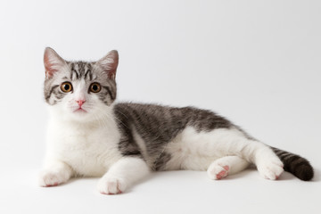 Fototapeta na wymiar Scottish Straight kitten bi-color spotted lying against a white background