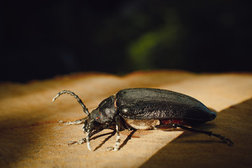 Big black beetle on wooden background (Rhinoceros bug,Rhino beetle, Hercules beetle, Horn beetle)