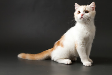 Cute red and white Scottish Straight kitten sitting on the dark gray background