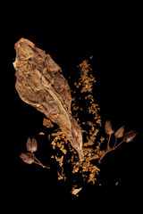 Dry tobacco leaf with seeds.