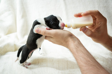 feeding a newborn puppy from a bottle