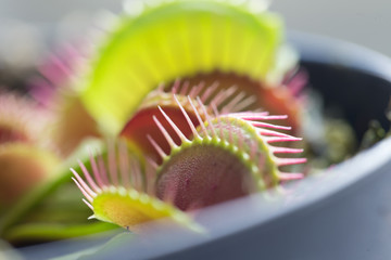 The Venus flytrap (also referred to as Venus's flytrap or Venus' flytrap), Dionaea muscipula, is a...