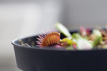 The Venus flytrap (also referred to as Venus's flytrap or Venus' flytrap), Dionaea muscipula, is a...