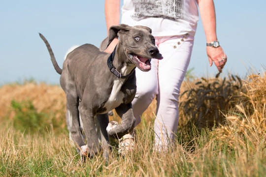 woman walks with great dane puppy on a country path