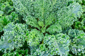 Close up of fresh vates  blue curled kale in the garden