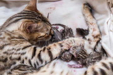Bengalporträt