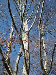 東京郊外の白樺white birches_in_Tokyo