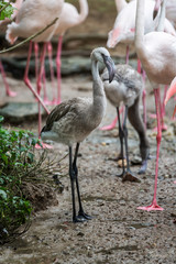 Baby flamingo standing in the midst of its flock.