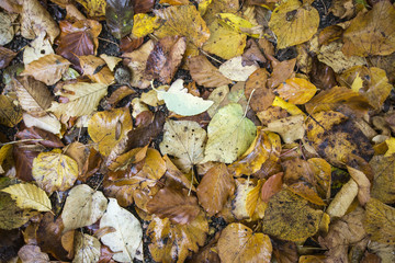autumn image