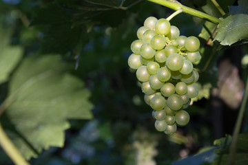 Vitis Vinifera