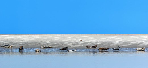 Phoques dans la baie de Somme. © hassan bensliman