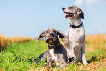 great dane puppy and an Australian Shepherd on a country path