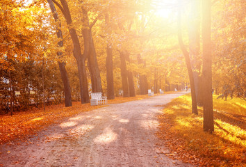 Fototapeta premium Beautiful autumn forest in park