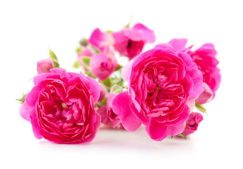Beautiful pink roses.