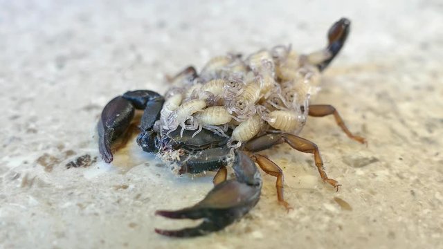 A female scorpion carrying its offspring on its back and she moves, UHD