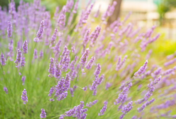 Fototapeta premium Beautiful purple lavender field in Oishi park, Kawaguchiko, Japan.