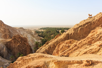 Mountain oasis Chebika