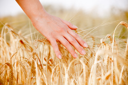 Image of human's hand with wheat spikes