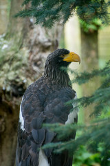 Aigle Puy du Fou Vendée France