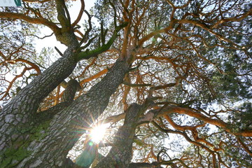 alter einzelner baum