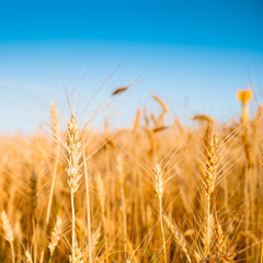 Image of wheat spikelets in field