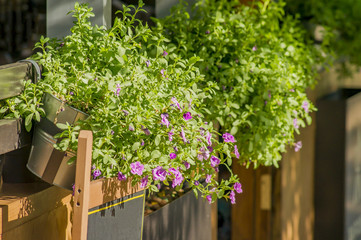 close up of a flower in hanging pot at terrace
