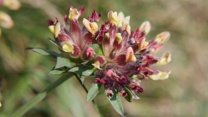 Obraz premium Trifoglio colorato