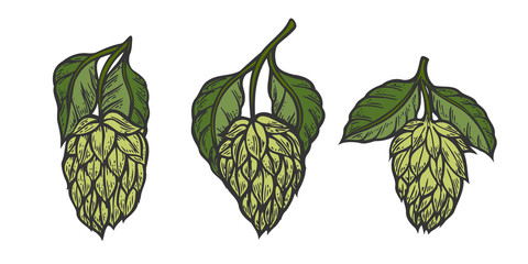 Vintage designs set with hops and leaves. Hop hand drawn in artistic engraved style. Colored vector illustration. Isolated on white background.