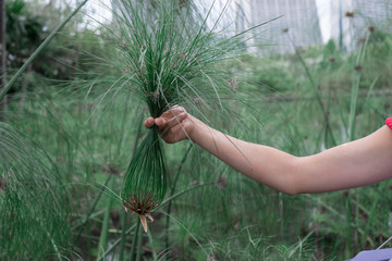 Exotic plants in singapore