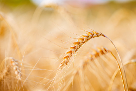 Picture of spikelets on blurred background
