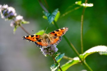 Obraz premium Schmetterling auf Pfefferminze