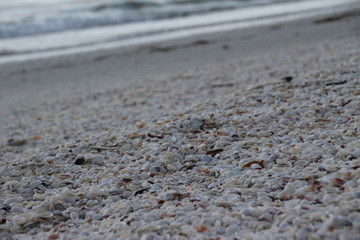 a big bunch of seashells at  the beach