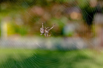 Eine Kreuzspinne repariert ihr Netz
