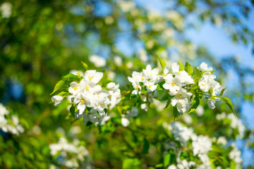 Blooming apple-trees flowers close up at the morning sunlight in the spring. Nature floral background. Beautiful white blossom
