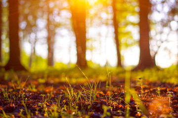 Close up nature landscape. Flowering green forest on sunset, spring background. Nature forest ground in the park during spring. Blurred forest background with copy space. Ecology and nature concept.