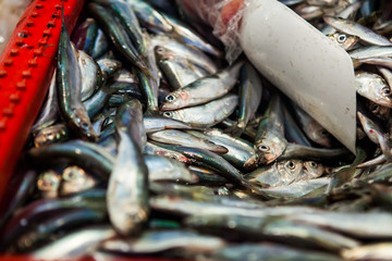 Herring, market