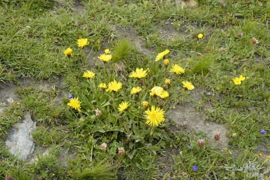 Salsifis des pr&eacute;s, Tragopogon pratensis