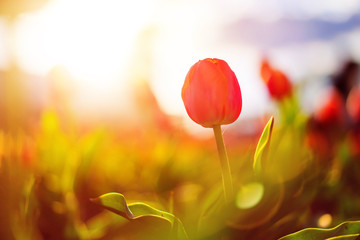 Close up photo of red tulip flower on blurred lensflare background with copy space area for a text.