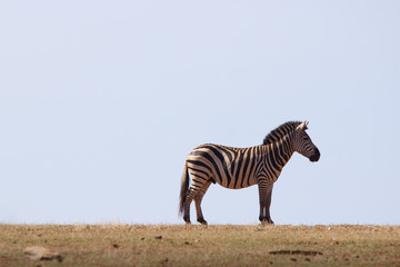 Naklejka premium Zebra against a blue sky