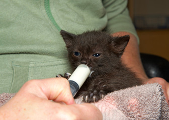 Two week old black kitten being syringe fed formula by hand. Feeding a newborn orphaned kitten is a challenge but can be fun and rewarding.