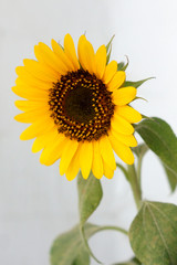 Sunflower Yellow