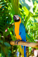 Parrot in Bali Island Indonesia