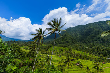 Fototapeta na wymiar Rice fields - Bali island Indonesia