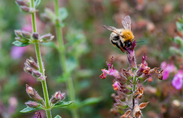 Hummel beim Pollen sammeln